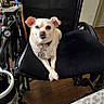 alert, animal, black_chair, collar, companion_animal, cream_fur, crossed_paws, cute, dog, front_facing, funny, home, indoors, medal, pet, portrait, sitting, small_dog, wheelchair, wood_floor