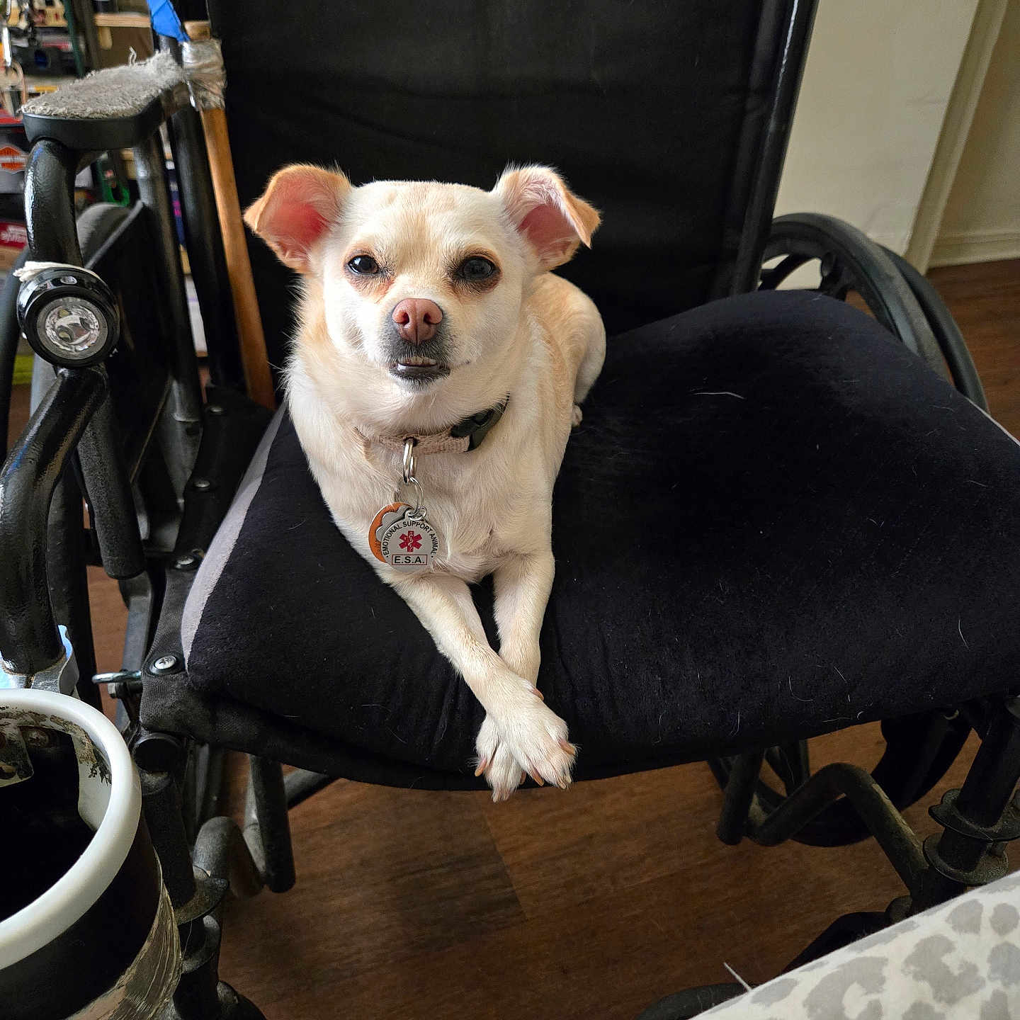 Jasmine Aka Jazzy