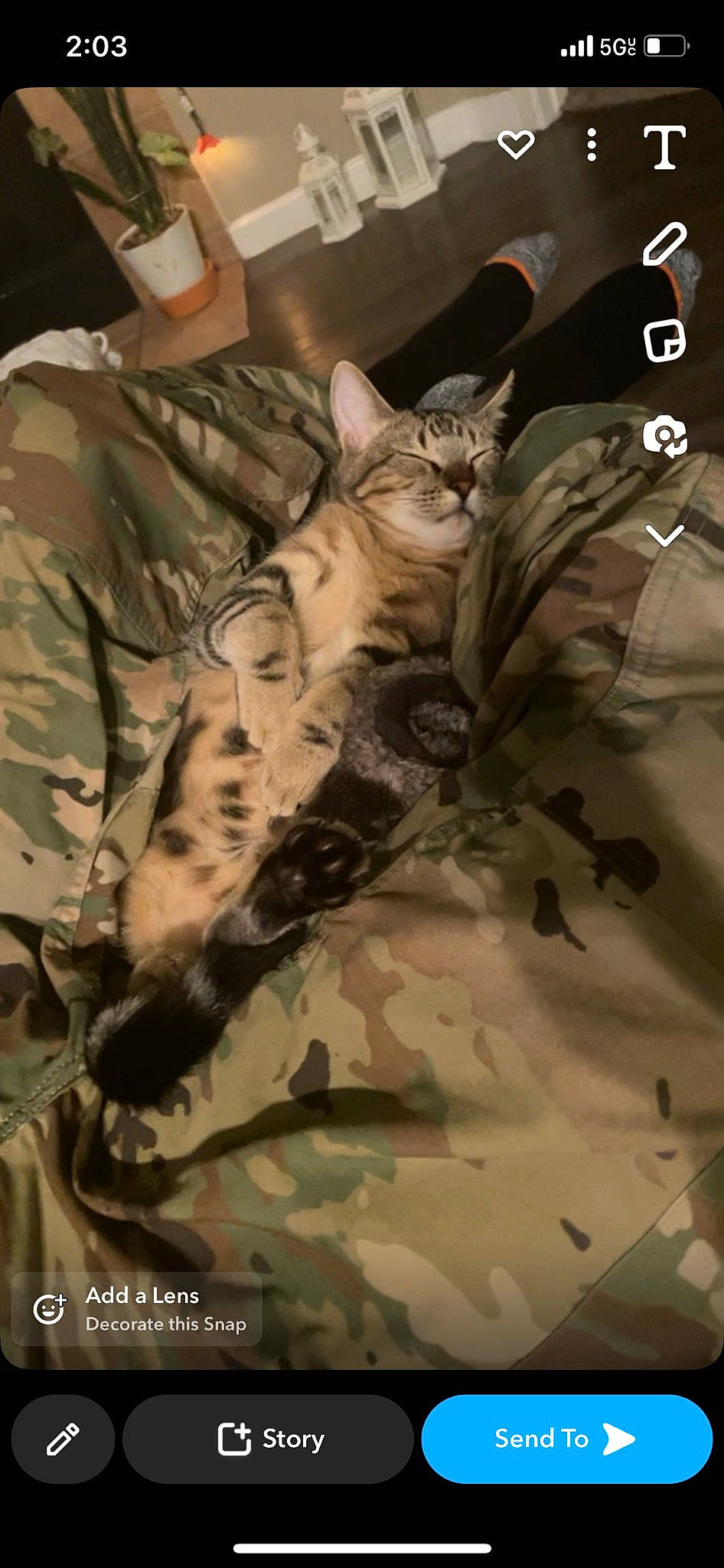 Shrimp joined the competition — help win amazing prizes! army, camouflage, carnivore, cat, felidae, fur, gesture, marines, military, military_camouflage, military_organization, military_person, military_uniform, non_commissioned_officer, pattern, sleeve, small_to_medium_sized_cats, soldier, uniform, whiskers