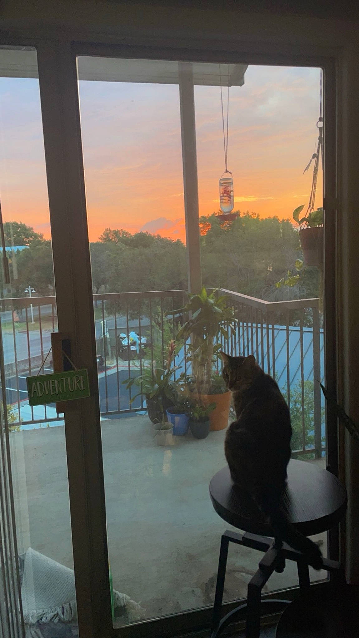 Shrimp is registered to the contest to win money with this photo: afterglow, building, carnivore, cat, dusk, felidae, flowerpot, horizon, houseplant, interior_design, plant, real_estate, shade, sky, sunlight, sunrise, sunset, table, tints_and_shades, window