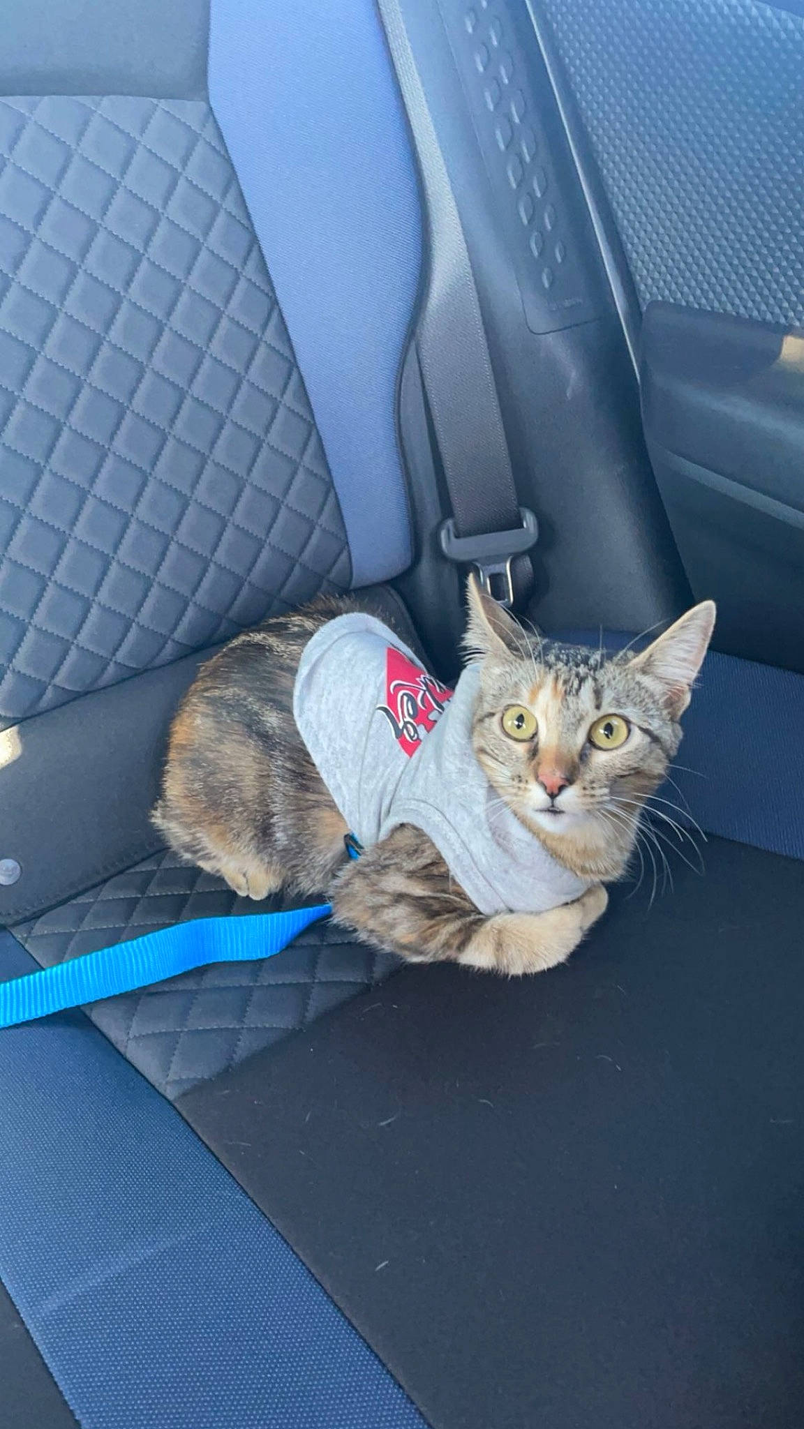 Shrimp joined the competition — help win amazing prizes! auto_part, automotive_design, automotive_exterior, automotive_lighting, car, car_seat, car_seat_cover, carnivore, cat, comfort, domestic_short_haired_cat, electric_blue, felidae, grey, motor_vehicle, small_to_medium_sized_cats, tail, vehicle, vehicle_door, whiskers