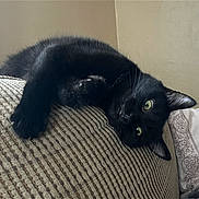 Bart joined the competition — help win amazing prizes! animal, black_cat, cat, close_up, couch, cozy, curious, domestic_cat, fur, furniture, green_eyes, indoor, lying_down, mammal, pet, relaxing, resting, striped_couch, texture, whiskers