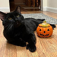 Jack is registered to the contest to win money with this photo: black_cat, cat, pet, animal, wooden_floor, pumpkin, jack_o_lantern, ceramic, indoor, flooring, whiskers, ears, eyes, orange, decor, halloween, cozy, feline, relaxed, cute