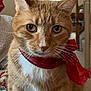 cat, orange_tabby, pet, red_bow, indoor, holiday, christmas_tree, decorations, closeup, whiskers, feline, curious, cute, animal, domestic, fur, portrait, eyes, holiday_season, cozy
