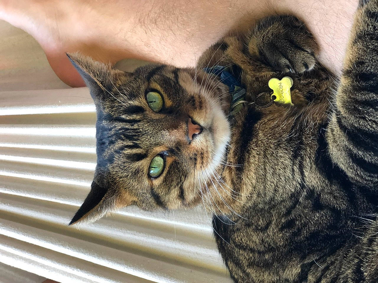 Remi joined the competition — help win amazing prizes! american_shorthair, american_wirehair, asian, california_spangled, carnivore, cat, close_up, domestic_short_haired_cat, dragon_li, european_shorthair, eye, felidae, fur, kitten, mammal, pixie_bob, small_to_medium_sized_cats, snout, tabby_cat, whiskers