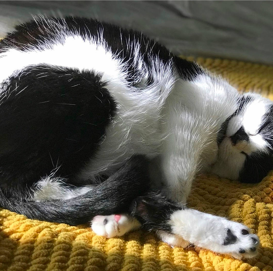 Luna joined the competition — help win amazing prizes! carnivore, cat, claw, felidae, fur, nap, paw, small_to_medium_sized_cats, snout, tail, whiskers