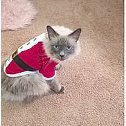 Blu is registered to the contest to win money with this photo: cat, pet, indoor, carpet, clothing, costume, red, white, gray, blue_eyes, furry, sitting, looking, cute, holiday, decor, plant, feline, home, cozy