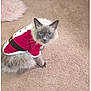 cat, pet, indoor, carpet, clothing, costume, red, white, gray, blue_eyes, furry, sitting, looking, cute, holiday, decor, plant, feline, home, cozy