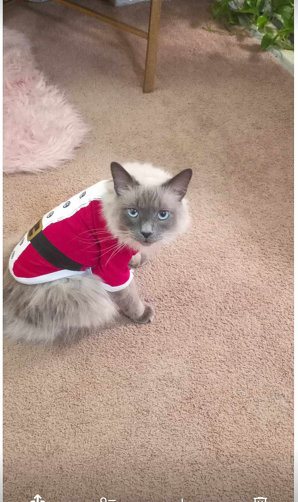 Blu is registered to the contest to win money with this photo: cat, pet, indoor, carpet, clothing, costume, red, white, gray, blue_eyes, furry, sitting, looking, cute, holiday, decor, plant, feline, home, cozy