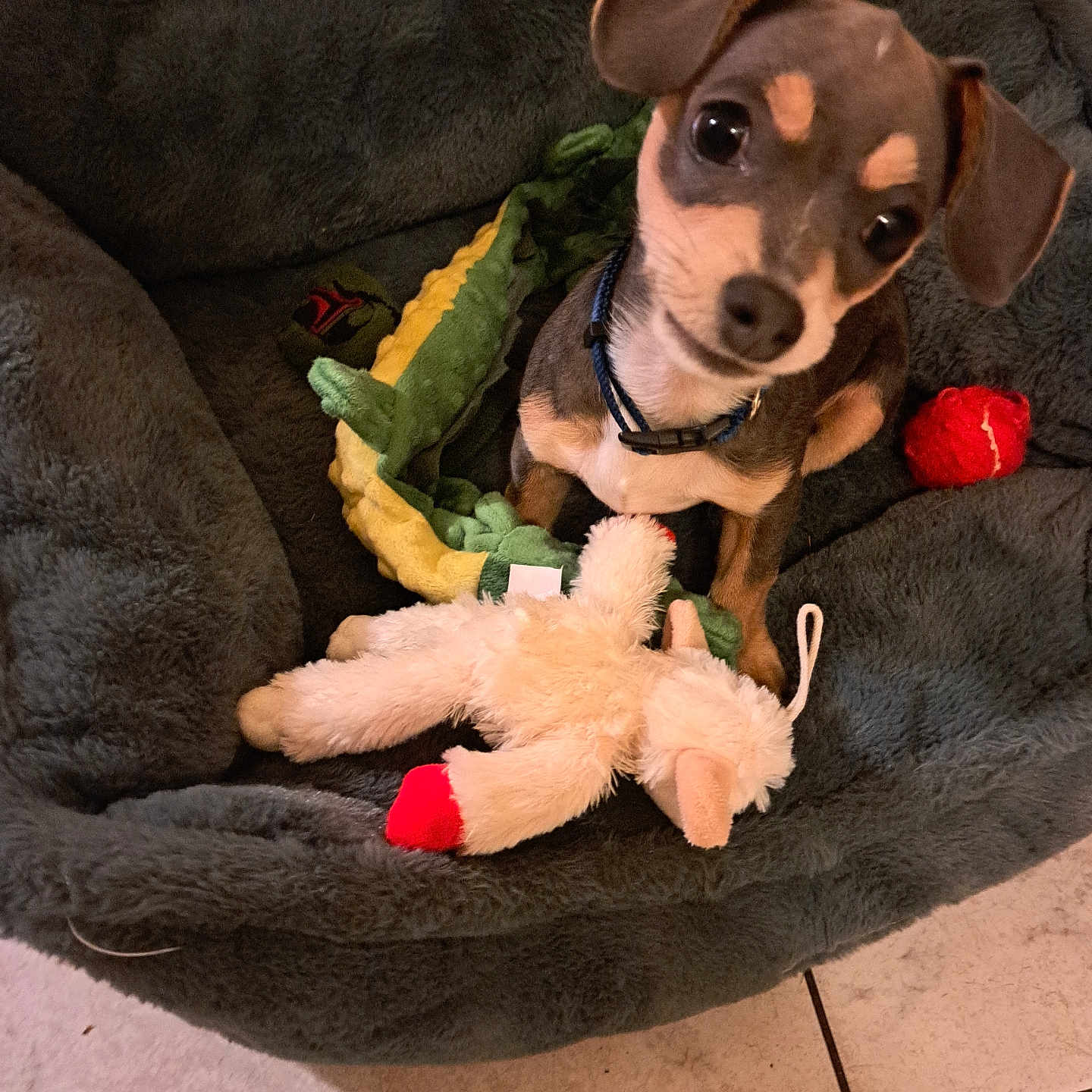 Tiny is registered to the contest to win money with this photo: alligator_toy, animal, brown_dog, collar, cozy, cute, dog, furry, head_tilt, indoor, lamb_toy, looking_up, pet, pet_bed, plush_toy, puppy, red_ball, small_dog, soft_toy, tile_floor