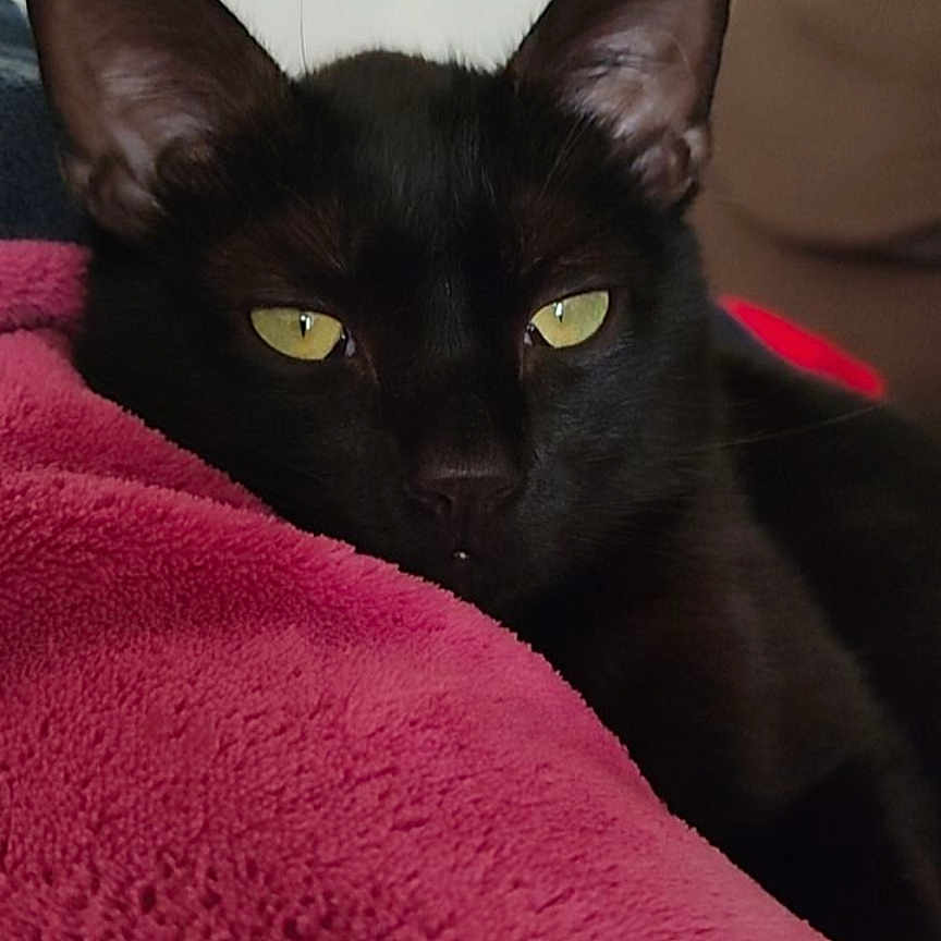 Gribouille a rejoint le concours — aidez-le/la à gagner de superbes lots ! abyssinian, animal, blackcat, blanket, cat, computer, couch, cushion, electronics, furniture, homedecor, kitten, manx, pc, pet, quilt