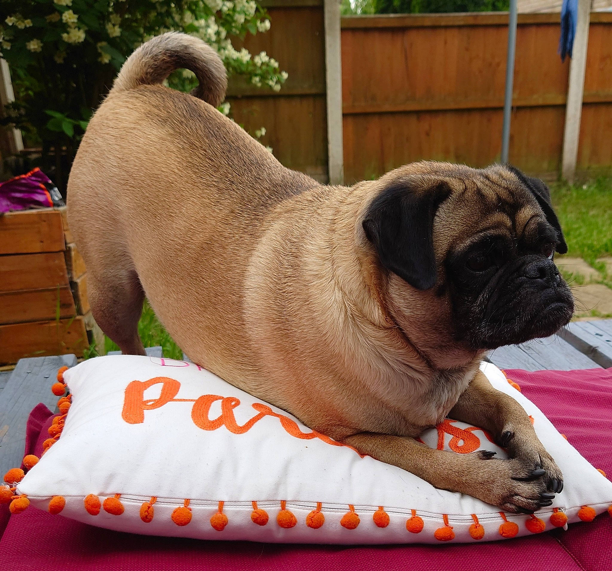 Bruno joined the competition — help win amazing prizes! canidae, carnivore, collar, comfort, companion_dog, dog, dog_breed, dog_collar, dog_supply, fawn, fence, grass, pet_supply, plant, pug, rectangle, snout, sporting_group, working_animal, wrinkle