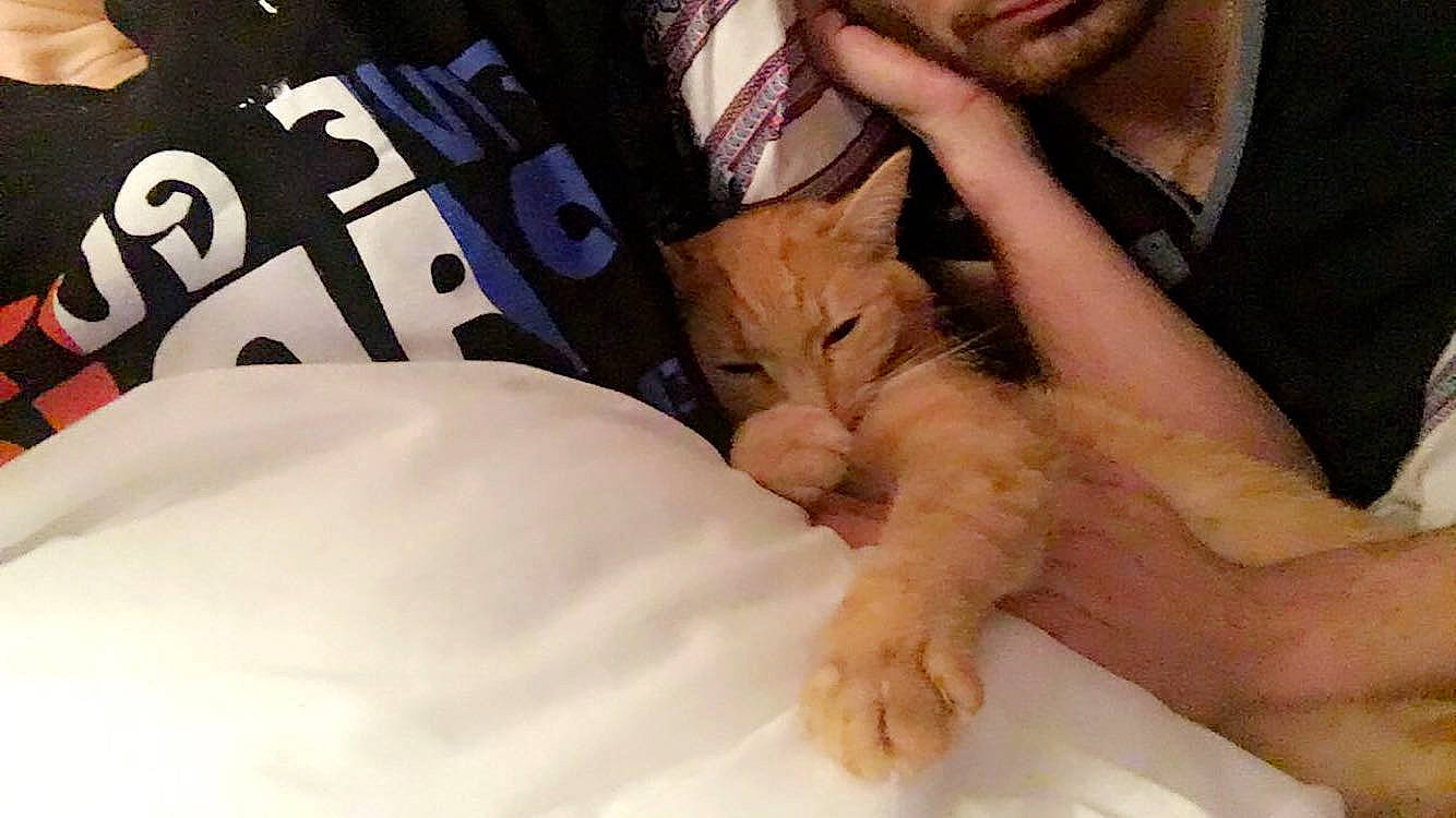 Gold a rejoint le concours — aidez-le/la à gagner de superbes lots ! arm, asian, carnivore, cat, claw, domestic_short_haired_cat, ear, eye, fawn, felidae, fur, hand, kitten, leg, mammal, nail, nose, paw, small_to_medium_sized_cats, whiskers