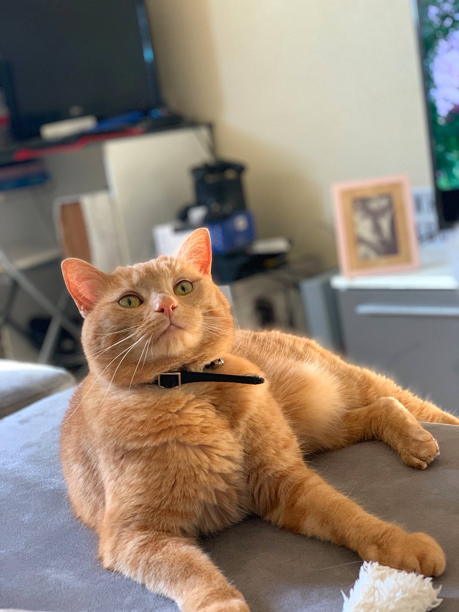 Gold a rejoint le concours — aidez-le/la à gagner de superbes lots ! asian, carnivore, cat, claw, domestic_short_haired_cat, ear, european_shorthair, fawn, felidae, fur, german_rex, kitten, mammal, paw, small_to_medium_sized_cats, snout, somali, tabby_cat, vertebrate, whiskers