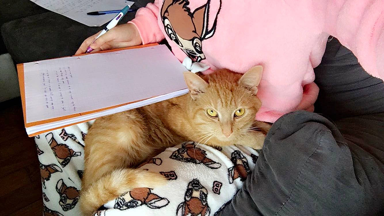 Gold participe au concours pour gagner de l'argent avec cette photo : american_shorthair, asian, carnivore, cat, domestic_short_haired_cat, ear, european_shorthair, fawn, felidae, fur, hand, kitten, small_to_medium_sized_cats, tabby_cat, whiskers