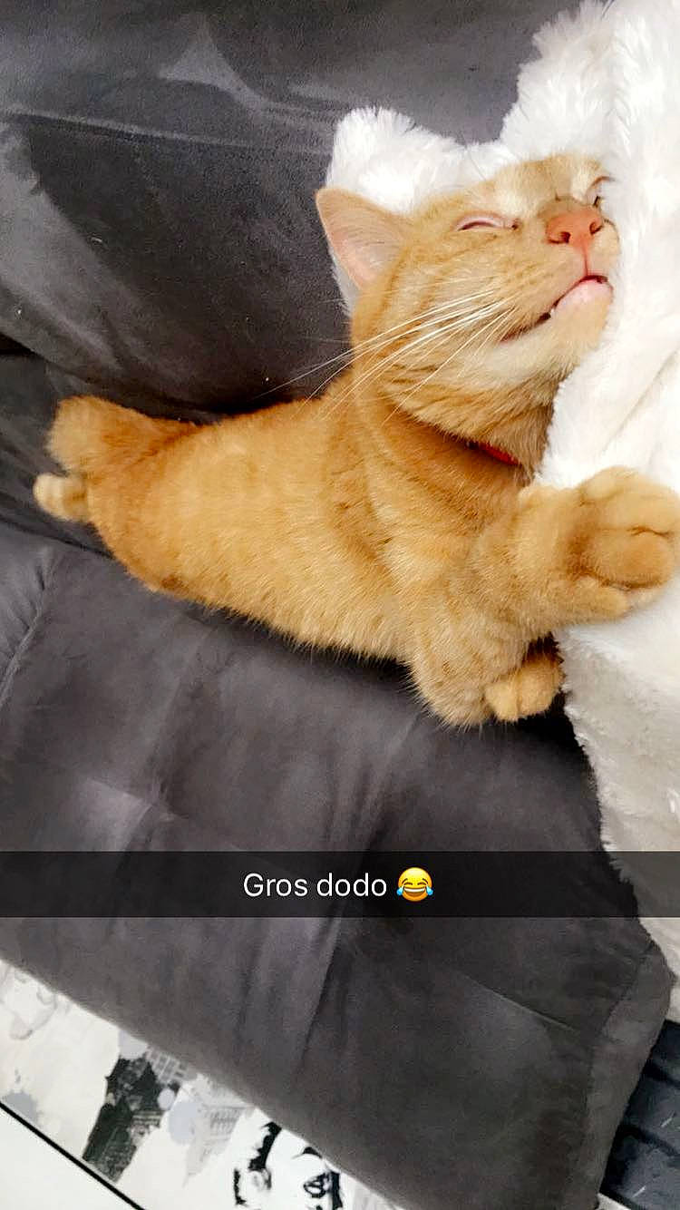 Gold a rejoint le concours — aidez-le/la à gagner de superbes lots ! carnivore, cat, fawn, felidae, fur, kitten, paw, small_to_medium_sized_cats, tabby_cat, tail, whiskers