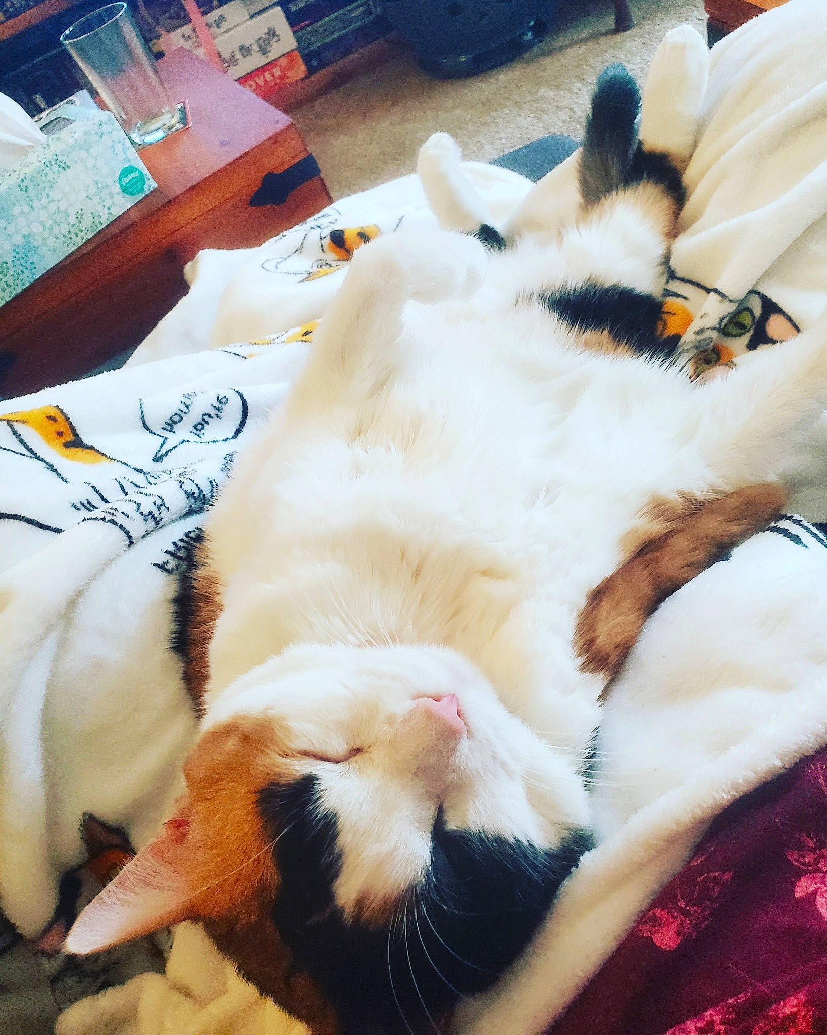 Chuck joined the competition — help win amazing prizes! carnivore, cat, claw, ear, felidae, fur, kitten, leg, nap, nose, paw, skin, sleep, small_to_medium_sized_cats, tail, whiskers