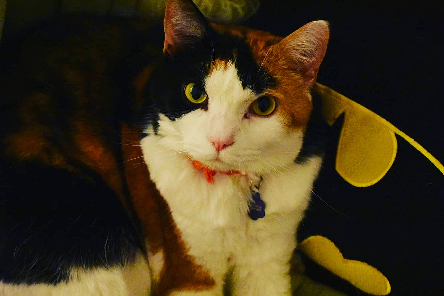 Chuck joined the competition — help win amazing prizes! aegean_cat, american_wirehair, carnivore, cat, domestic_short_haired_cat, european_shorthair, eye, felidae, fur, japanese_bobtail, kitten, mammal, polydactyl_cat, small_to_medium_sized_cats, tail, whiskers