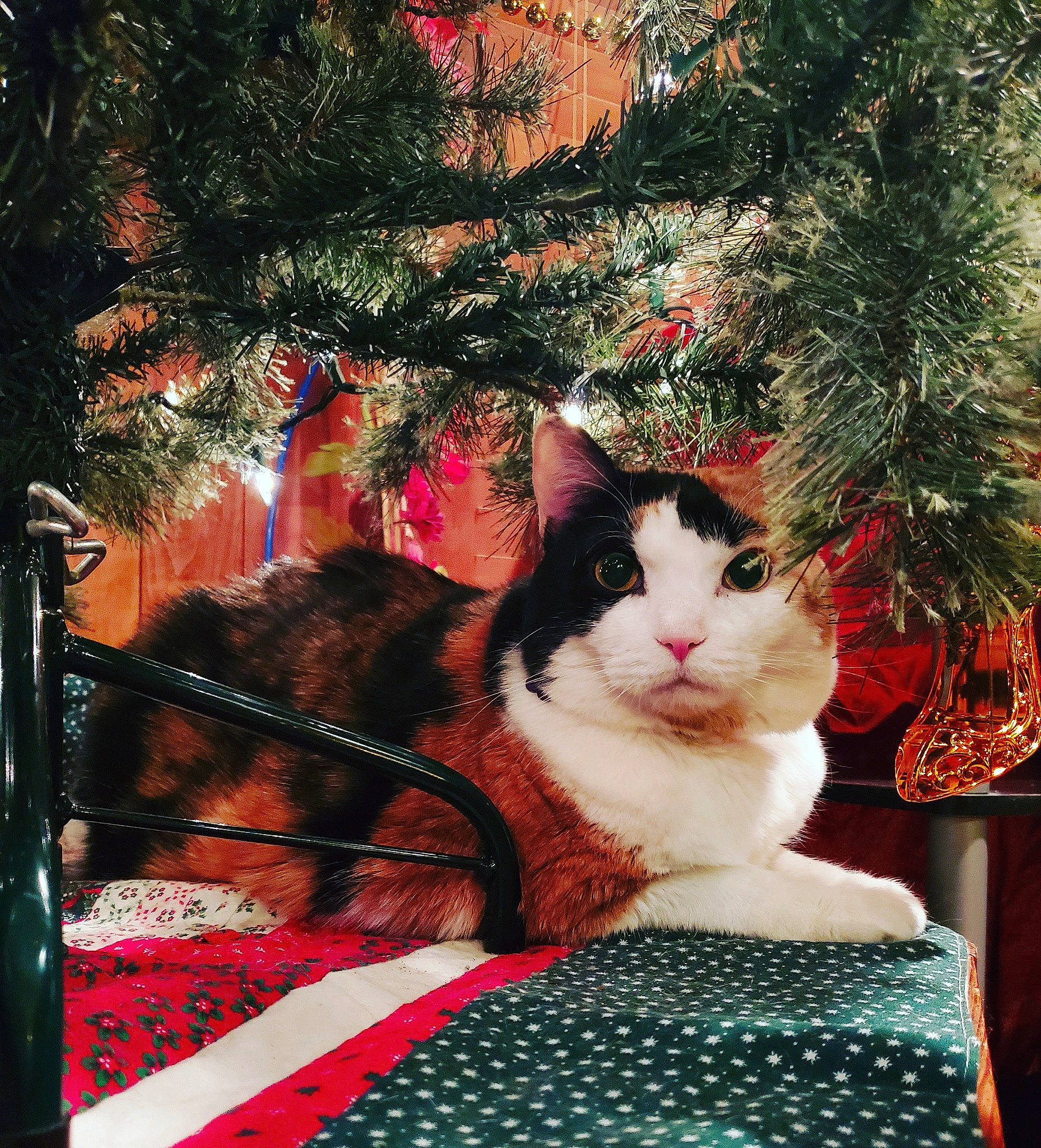 Chuck joined the competition — help win amazing prizes! aegean_cat, carnivore, cat, domestic_short_haired_cat, european_shorthair, fawn, felidae, fur, kitten, plant, small_to_medium_sized_cats, tabby_cat, tail, tree, whiskers, window