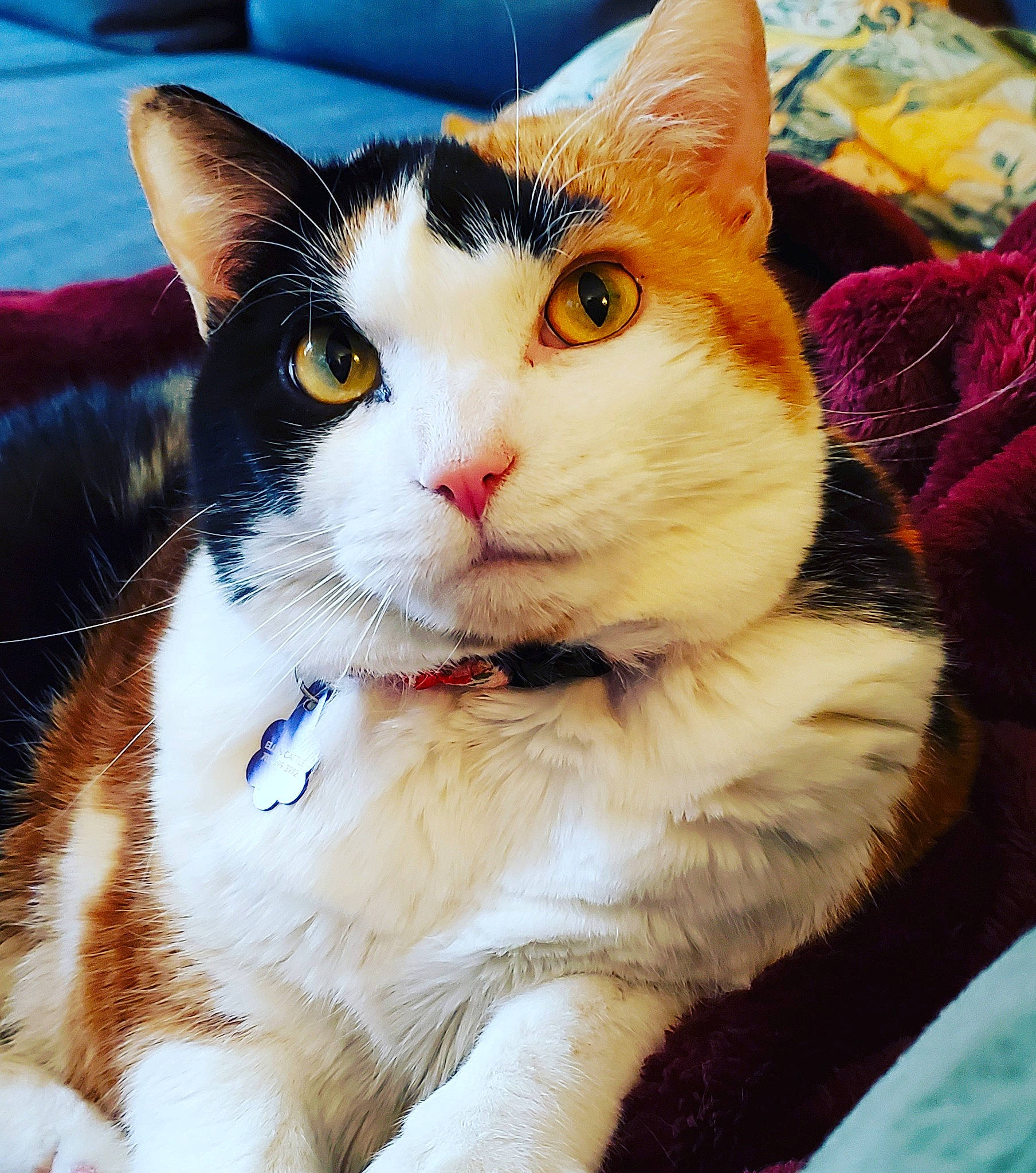 Chuck joined the competition — help win amazing prizes! aegean_cat, american_wirehair, asian, carnivore, cat, domestic_short_haired_cat, european_shorthair, eye, felidae, fur, german_rex, japanese_bobtail, kitten, mammal, nose, ojos_azules, small_to_medium_sized_cats, snout, turkish_van, whiskers