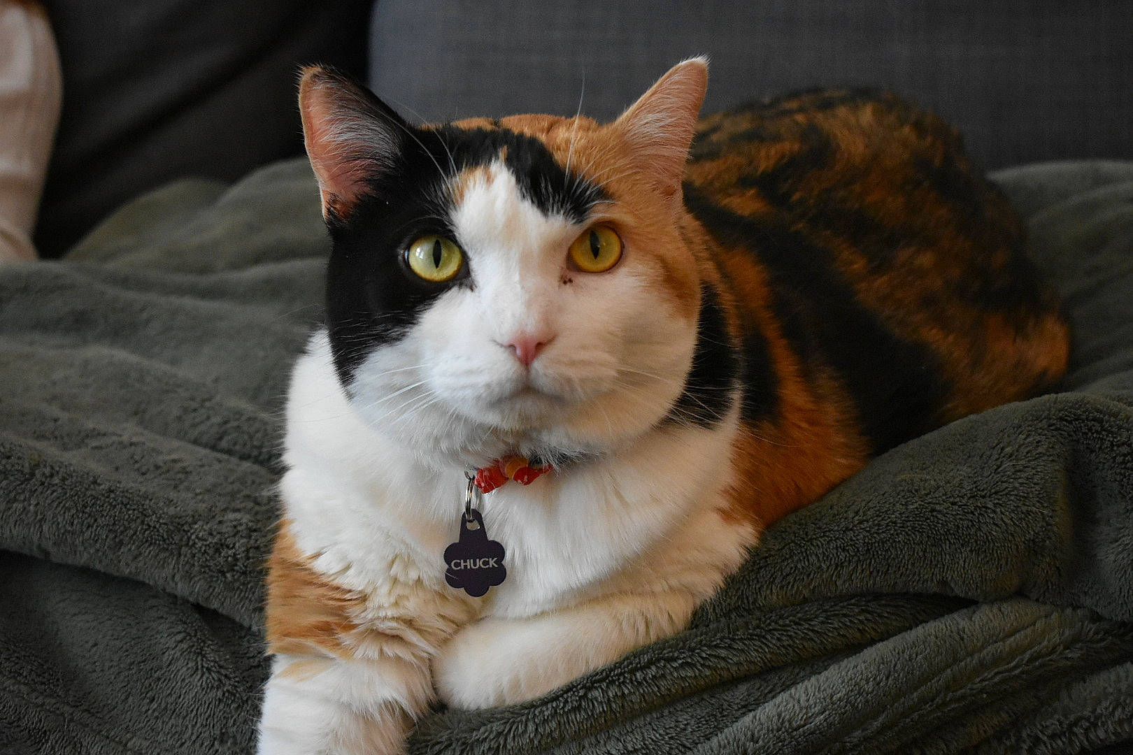 Chuck joined the competition — help win amazing prizes! aegean_cat, american_wirehair, asian, carnivore, cat, domestic_short_haired_cat, european_shorthair, eye, felidae, fur, german_rex, mammal, paw, small_to_medium_sized_cats, snout, vertebrate, whiskers