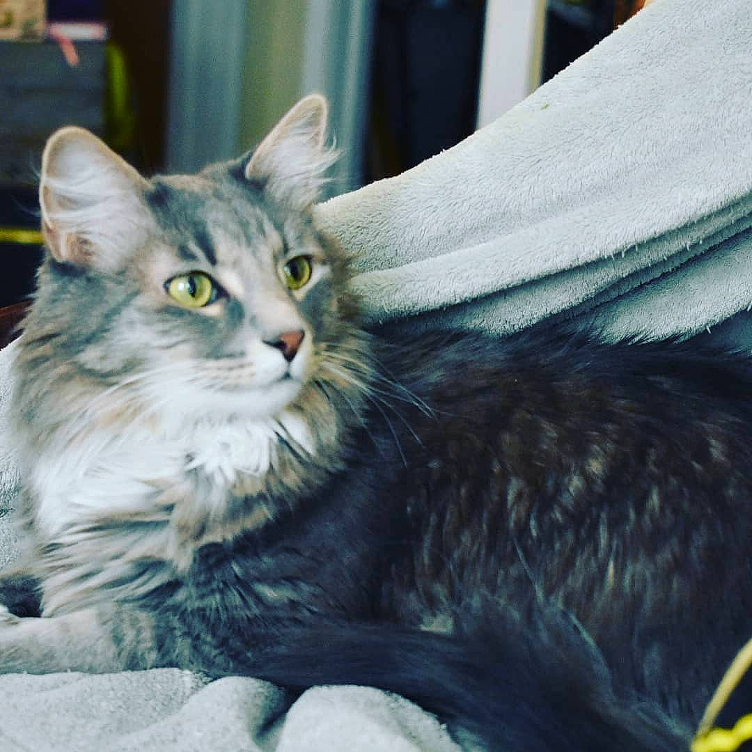 Emerson Cod is registered to the contest to win money with this photo: aegean_cat, american_curl, american_shorthair, asian, carnivore, cat, domestic_long_haired_cat, domestic_short_haired_cat, dragon_li, european_shorthair, felidae, kitten, maine_coon, mammal, norwegian_forest_cat, siberian, small_to_medium_sized_cats, tabby_cat, vertebrate, whiskers