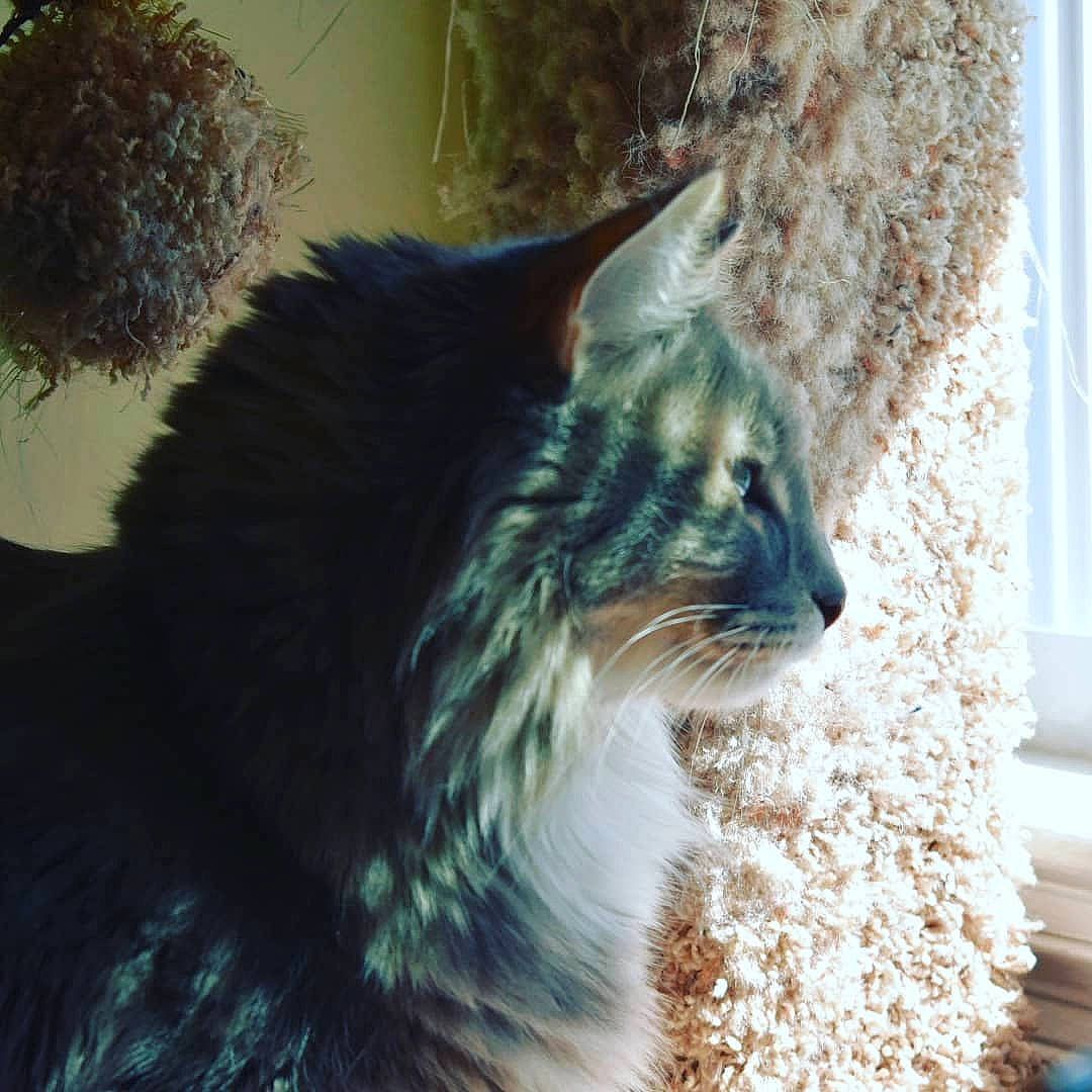 Emerson Cod joined the competition — help win amazing prizes! carnivore, cat, ear, eye, fawn, felidae, fur, kitten, maine_coon, norwegian_forest_cat, small_to_medium_sized_cats, sunlight, tabby_cat, tail, tree, whiskers, wild_cat, window