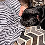 Jughead is registered to the contest to win money with this photo: blanket, black_dog, couch, cozy, dog, face_hidden, fabric, furniture, geometric_pattern, home, indoor, nap, pattern, person, resting, sleeping, snuggling, striped_blanket, texture, warm