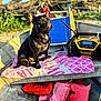 Jughead joined the competition — help win amazing prizes! dog, french_bulldog, boat, towel, life_jacket, radio, can, outdoor, sunlight, nature, tree, driftwood, pet, animal, adventure, summer, watercraft, seat, recreation, portrait