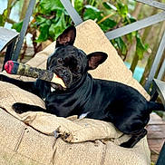 Jughead joined the competition — help win amazing prizes! dog, black_dog, plush_toy, cushion, outdoor, pet, playful, animal, lounge, relaxed, chair, greenery, leafy_background, toy, canine, fur, snout, ears, paw, wooden_floor