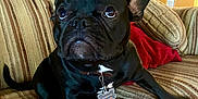 Jughead is registered to the contest to win money with this photo: dog, french_bulldog, party_hat, black_dog, couch, striped_couch, red_cushion, indoor, pet, animal, canine, sitting, looking_up, collar, dog_tag, brick_wall, home_interior, furniture, close_up, cute