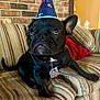 dog, french_bulldog, party_hat, black_dog, couch, striped_couch, red_cushion, indoor, pet, animal, canine, sitting, looking_up, collar, dog_tag, brick_wall, home_interior, furniture, close_up, cute