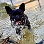dog, black_dog, water, splash, lake, sunset, outdoor, animal, pet, happy, playful, canine, nature, chain_collar, wet, shallow_water, reflection, tree, sky, motion