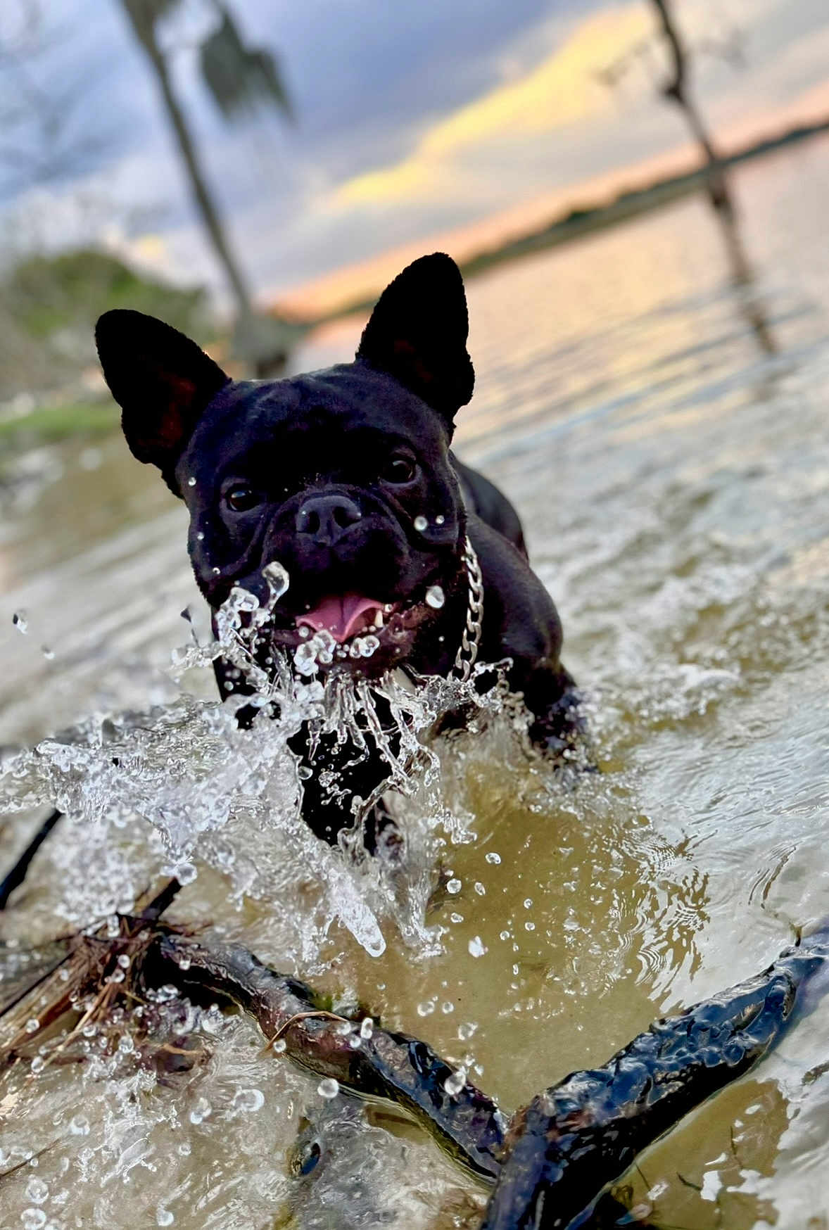 Jughead joined the competition — help win amazing prizes! dog, black_dog, water, splash, lake, sunset, outdoor, animal, pet, happy, playful, canine, nature, chain_collar, wet, shallow_water, reflection, tree, sky, motion