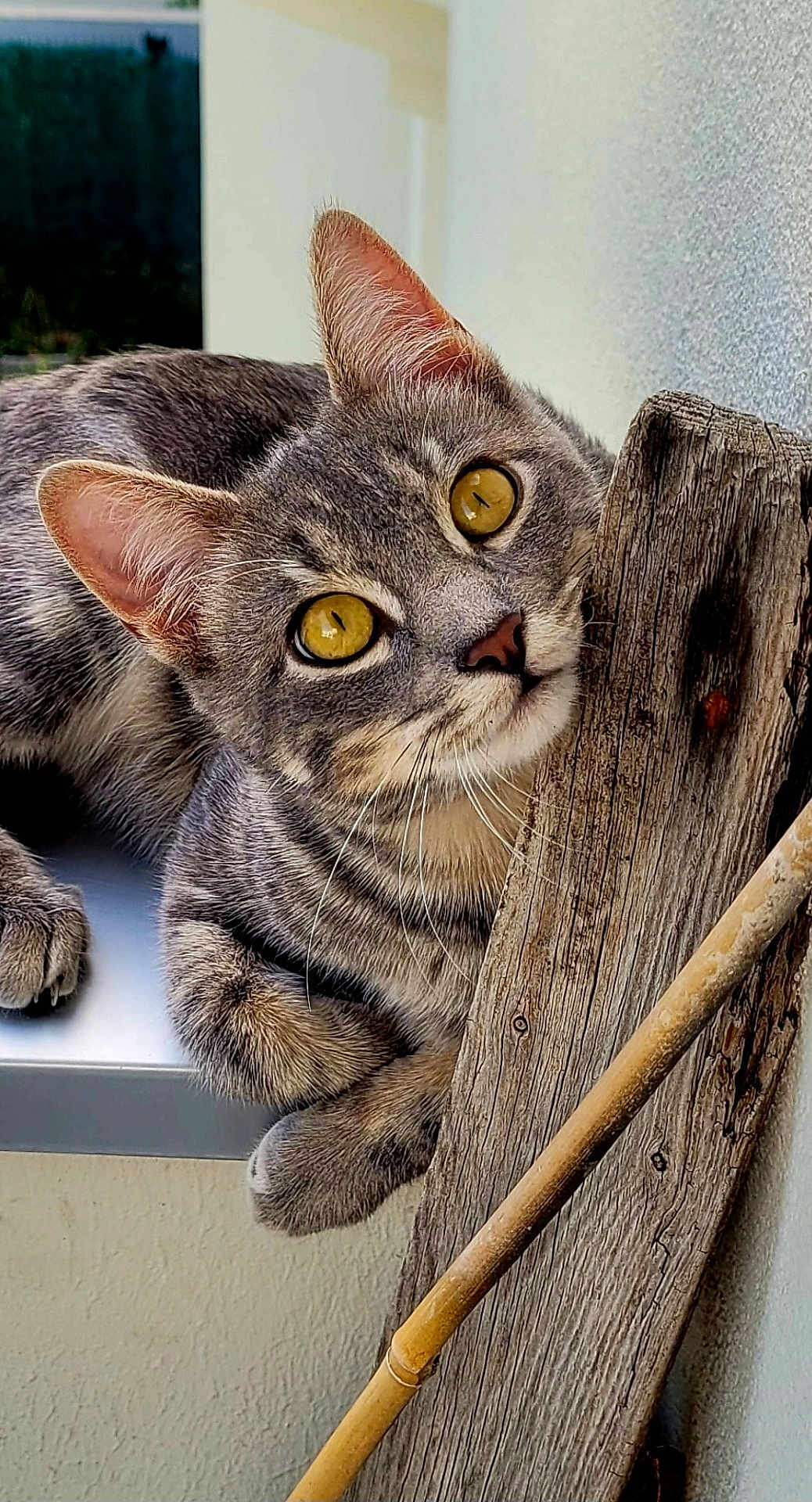 Yuna a rejoint le concours — aidez-le/la à gagner de superbes lots ! animal, background, cat, close_up, curious, domestic_cat, ears, face, fur, home, indoor, paw, pet, plank, resting, tabby_cat, texture, whiskers, wood, yellow_eyes