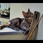 Yuna a rejoint le concours — aidez-le/la à gagner de superbes lots ! animal, background, balcony, cat, curious, domestic, feline, leaning, ledgestone, outdoor, paw, pet, playful, relaxed, resting, stick, tabby, urban, wood, yellow_eyes