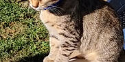 Milo a rejoint le concours — aidez-le/la à gagner de superbes lots ! cat, tabby, animal, pet, outdoor, fence, grass, table, collar, sunlight, wood, nature, domestic_cat, whiskers, ears, sitting, side_view, feline, daylight, young_cat