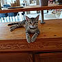 Milo participe au concours pour gagner de l'argent avec cette photo : cat, kitten, tabby, wooden_counter, potted_plant, indoor, home_interior, furniture, table, chair, dining_area, domestic_animal, pet, relaxed, curious, young_cat, fur, whiskers, eyes, ears