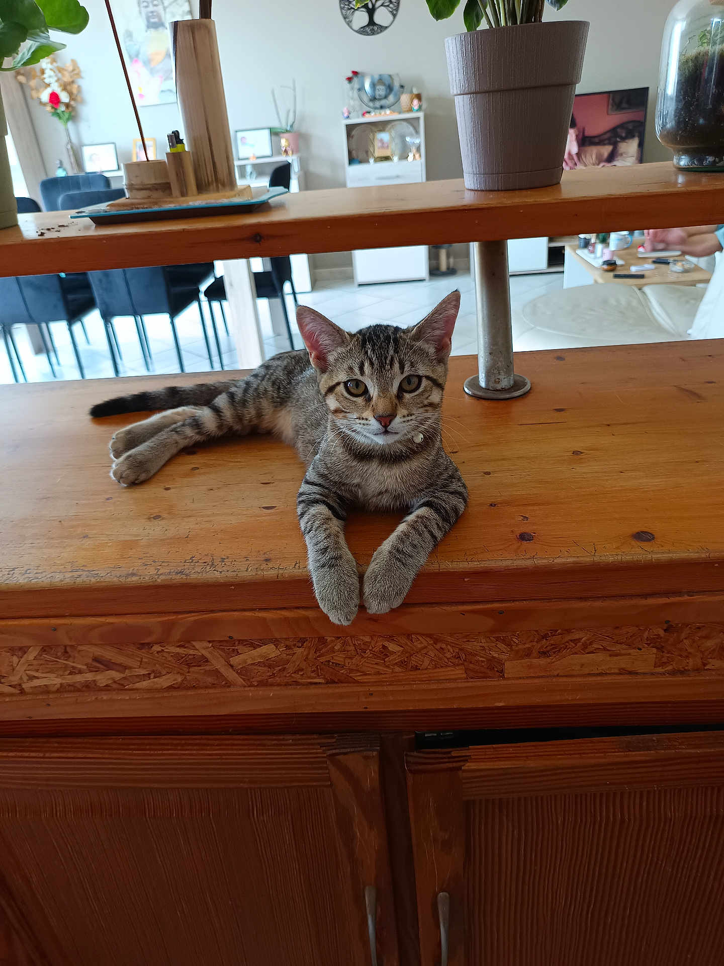 Milo a rejoint le concours — aidez-le/la à gagner de superbes lots ! cat, kitten, tabby, wooden_counter, potted_plant, indoor, home_interior, furniture, table, chair, dining_area, domestic_animal, pet, relaxed, curious, young_cat, fur, whiskers, eyes, ears