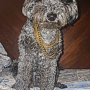 Blu is registered to the contest to win money with this photo: accessory, animal, bed, closeup, curly_fur, cute, dog, domestic_animal, fur, gold_chains, headboard, home, indoor, patterned_bedspread, pet, pikachu, portrait, sitting, toy, wooden_furniture