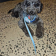 Blu is registered to the contest to win money with this photo: dog, curly_hair, leash, floor, indoor, pet, gray, lying_down, looking_up, collar, animal, canine, paw, fur, domestic_animal, close_up, cute, companion, background, resting