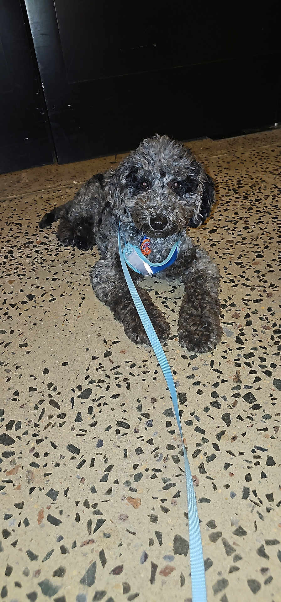 Blu is registered to the contest to win money with this photo: dog, curly_hair, leash, floor, indoor, pet, gray, lying_down, looking_up, collar, animal, canine, paw, fur, domestic_animal, close_up, cute, companion, background, resting