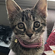 Shoko joined the competition — help win amazing prizes! animal, bell, cat, close_up, collar, comfort, curious, cute, domestic, ears, face, feline, fur, indoor, kitten, pet, soft, tabby, whiskers, young