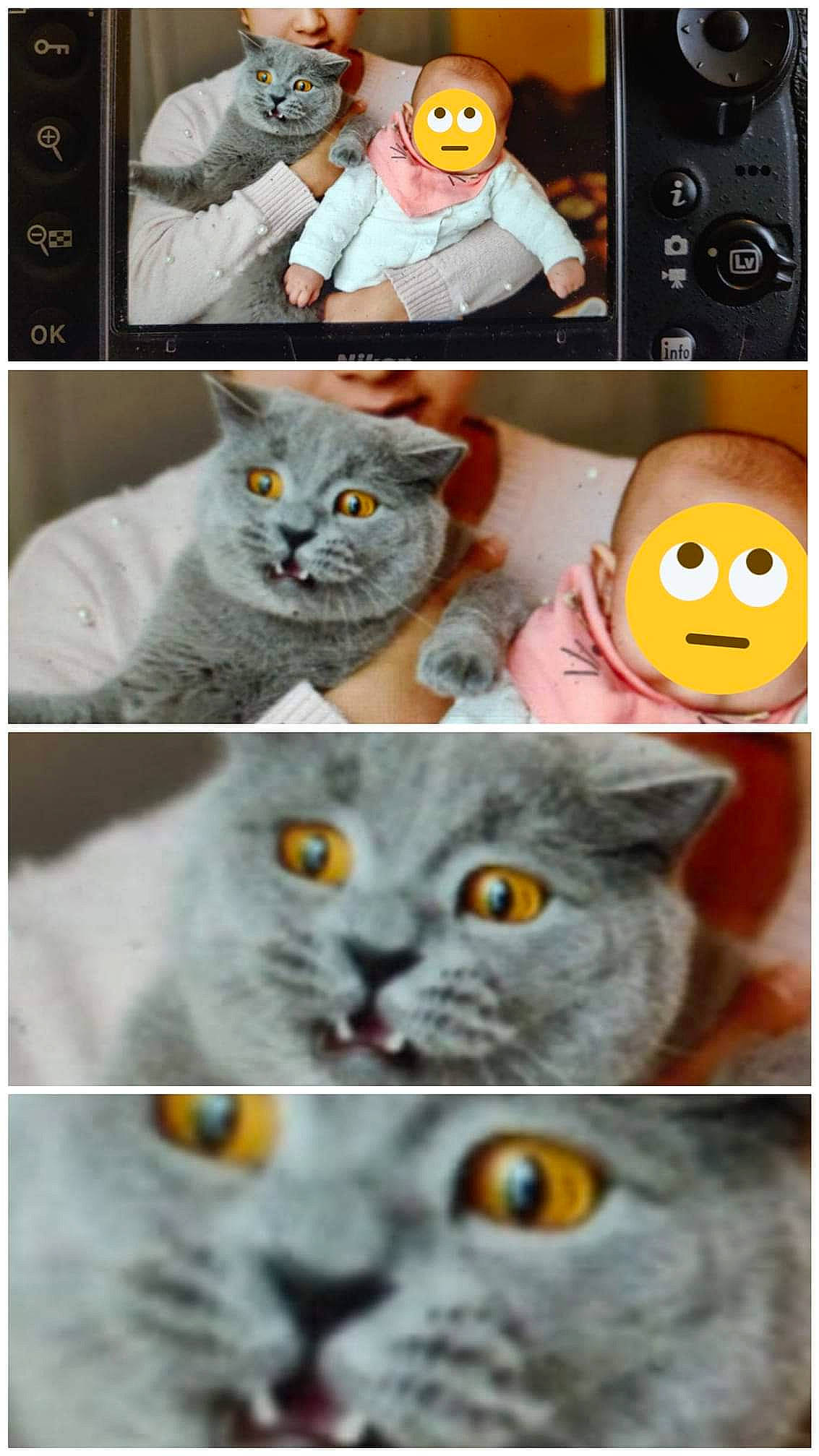 Mimi participe au concours pour gagner de l'argent avec cette photo : british_longhair, british_shorthair, carnivore, cat, collage, domestic_short_haired_cat, felidae, person, photo_caption, photography, scottish_fold, small_to_medium_sized_cats, snout, whiskers