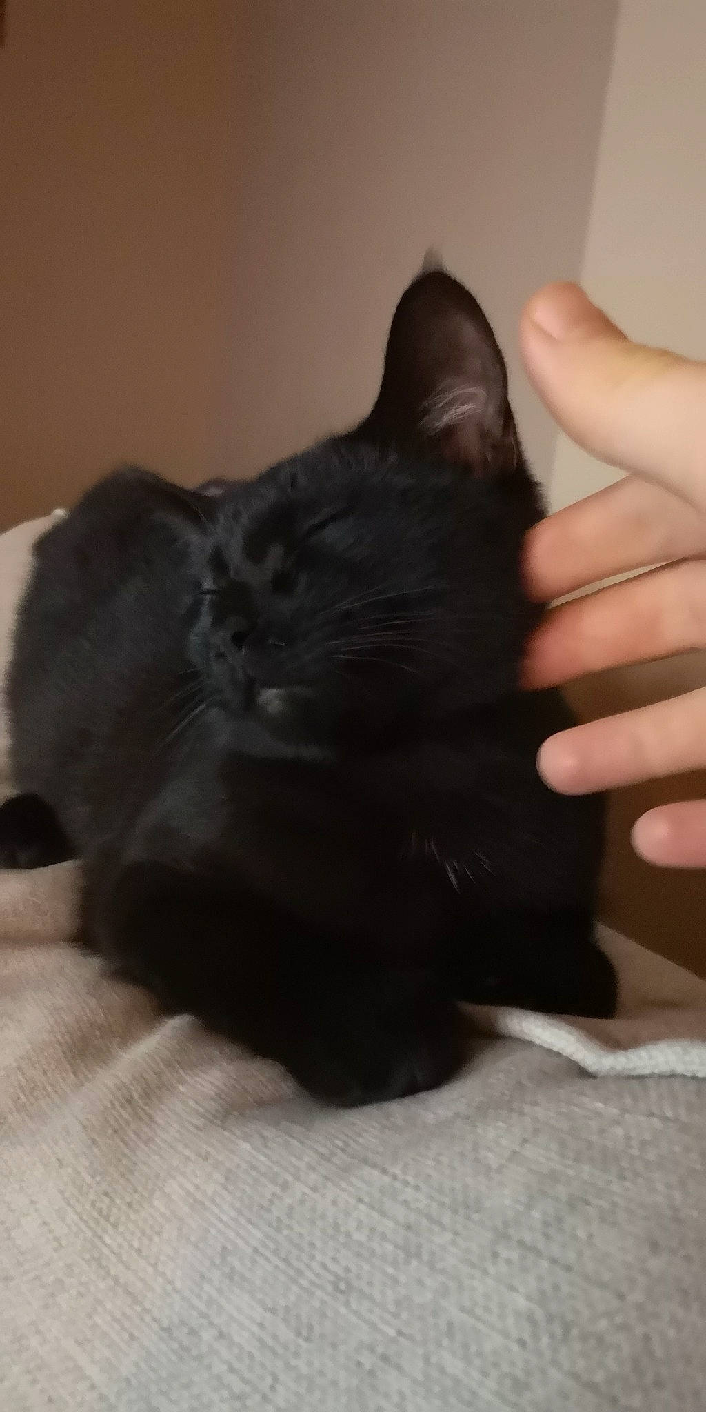 Darwin a rejoint le concours — aidez-le/la à gagner de superbes lots ! black, black_cat, bombay, carnivore, cat, claw, domestic_short_haired_cat, ear, fawn, felidae, finger, fur, hand, kitten, paw, skin, small_to_medium_sized_cats, snout, tail, whiskers