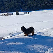 Louna participe au concours pour gagner de l'argent avec cette photo : dog, snow, field, winter, forest, pine_trees, farmhouse, building, footprints, pet, outdoors, landscape, small_dog, long_hair, fur, shadow, sky, horizon, cold, nature