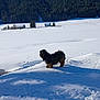 dog, snow, field, winter, forest, pine_trees, farmhouse, building, footprints, pet, outdoors, landscape, small_dog, long_hair, fur, shadow, sky, horizon, cold, nature