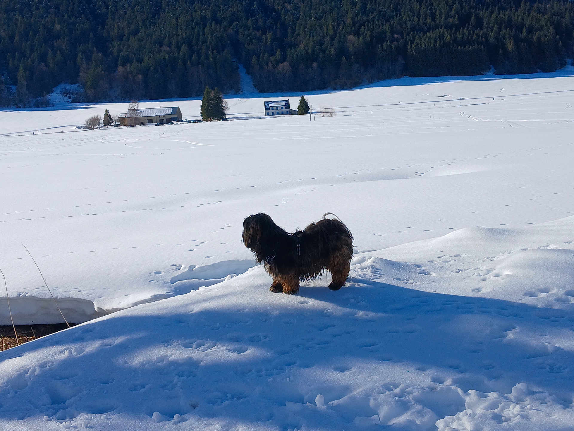 Louna participe au concours pour gagner de l'argent avec cette photo : dog, snow, field, winter, forest, pine_trees, farmhouse, building, footprints, pet, outdoors, landscape, small_dog, long_hair, fur, shadow, sky, horizon, cold, nature
