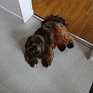 Louna a rejoint le concours — aidez-le/la à gagner de superbes lots ! animal, black, brown, companion, curious, cute, dog, domestic, floor, fluffy, fur, home, indoor, looking_up, paw, pet, relaxed, small_dog, tile_floor, wood_floor
