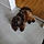 Louna